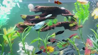 60 Gallon Marineland Aquarium Community Tank [upl. by Ioved]