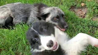 Border Collie puppy meets fox for the first time [upl. by Annahpos]