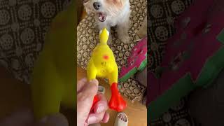 Goji loves the rubber chicken but not when she’s being filmed 🐶🐤 [upl. by Nolrah]