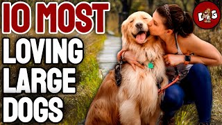 10 Most Affectionate Loving Large Dog Breeds [upl. by Elianora452]