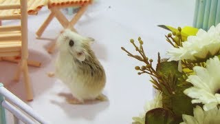 Cute Hamsters Playing in New House Nice Garden amp Playground [upl. by Laekim87]