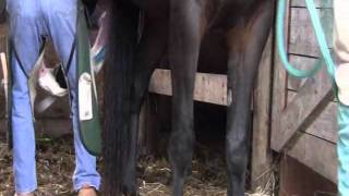 Nitriss Fetlock  Double JointedHypermobility [upl. by Melia792]