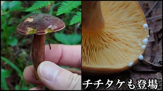 北海道 コウジタケ祭り Hortiboletus rubellus LAOWA85mm 20240825 [upl. by Elpmet]