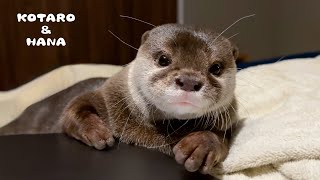 カワウソが顔をじーっと見つめるのにはこんな理由がある Reasons Why My Otters Stare at Me [upl. by Asp]