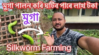 কেনেকৈ মুগা পালন কৰে Muga Farming॥ Muga cultivation process॥ Silkworm farming॥ Pure muga silk Assam [upl. by Eilyab527]