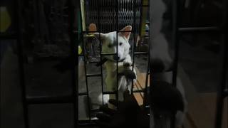 puppy puppyvideos puppyworld love share shortsindia shortvideo viralvideo viralshort [upl. by Jojo]