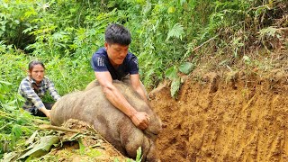 Wild boar trapping skills Giant wild boar a lucky day for the couple born from the forest [upl. by Illa]