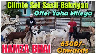 6500 Onwards Climte Set Sasti Bakriyan At HAMZA BHAI  Breeding Setup Female Goat In Nasik [upl. by Ytitsahc]