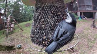 Northern Wisconsin Birds [upl. by Elwee]