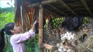 Planting pineapples newly hatched chicks and harvesting bamboo shoots  Poor girl daily life [upl. by Hailey]