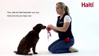 No Pull Training Your Dog with the Halti Headcollar [upl. by Wiltsey]