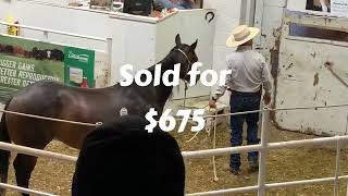 HORSE AUCTION in the WEST Cedar Livestock Market June 6 2024 [upl. by Salohci]