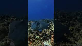 Green Humphead Parrotfish fypシ゚viral freediveph colorgrading shortsviral shorts [upl. by Ordnagela284]