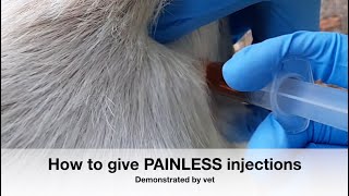 How to give PAINLESS injections VET DEMONSTRATION  Sez the Vet [upl. by Deina563]