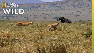 How a Lion Pride Hunts Prey  Cat Attacktics [upl. by Repsac]