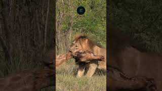 Lion Drags Giraffe Carcass Raw Power in Amboseli National Park maasaimara wildlifewarriors [upl. by Ayila932]