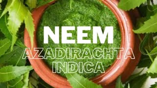 Você conhece o neem Azadirachta indica [upl. by Iew]