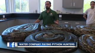 Florida Water Company Paying People to Hunt Pythons [upl. by Blader]