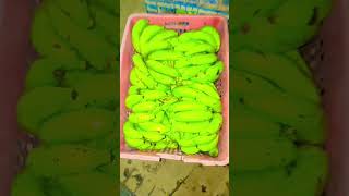 UP ka bittal wala kele banana kisan trending shorts short subscribe [upl. by Einej]