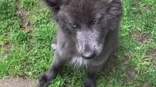 Blue Bay Shepherd puppy practising howling [upl. by Ahsen946]