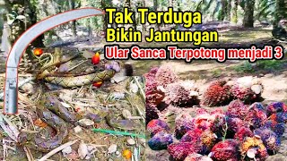 Bikin Jantungan Ular Sanca Besar Terpotong menjadi 3 Sungguh Tak Terduga panen sawit kali ini [upl. by Ehcor642]