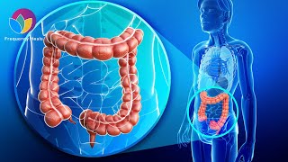 Large Intestine Tonic Frequency  Enhance Bowel Movements amp Prevent Diarrhea and Constipation [upl. by Kindig]