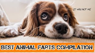 Funny Animals farts compilation 2022 Funny video [upl. by Enimsaj]