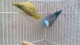 Pacific Parrotlet Breeding Pair  Parrotletbirds [upl. by Eilata774]