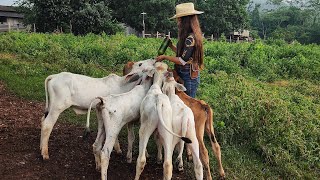 6 BEZERROS GUACHOS PARA ALIMENTAR A mãe deles morrem tragicamente [upl. by Gisella]