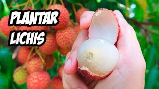 Como PLANTAR LICHIS o LITCHI en el Huerto  La Huerta de Ivan [upl. by Gnas953]