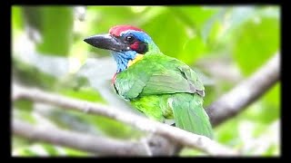 Red crowned barbet feeding young [upl. by Tevis18]