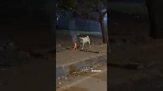 Dogs vs Diwali The Hilarious Struggle [upl. by Abey]