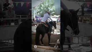 “El Hispano” Caballo con problemas de rienda domanatural shorts [upl. by Adla458]