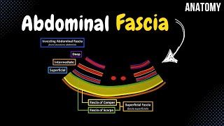 Fascia of the Abdomen Superficial Investing Abdominal Endoabdominal [upl. by Juieta]