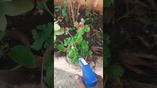 NPK Spray For Flowers Plants flowerplant garden [upl. by Hui]