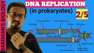 DNA REPLICATION in prokaryotes in HINDI 25 [upl. by Ecitnirp440]