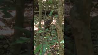 RARE PADEMELON IN AUSTRALIAN JUNGLE forest animals explore [upl. by Nevanod400]