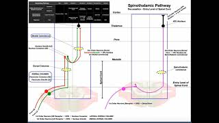 The Spinothalamic Pathway EXPLAINED  Pain amp Temperature [upl. by Fancy284]