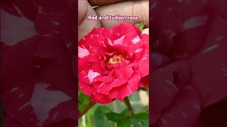 Red and tuition rose flower plant video Ravi rose plant video [upl. by Remle786]