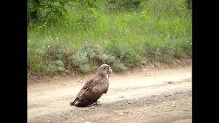 Змієїдзмееяд Circaetus gallicus shorttoed Eagle短趾鹰 [upl. by Aniham]