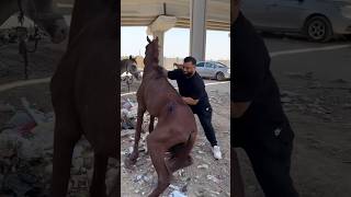 The owner of this horse left this horse in garbage to diebless this man for taking care of it [upl. by Nrehtac]