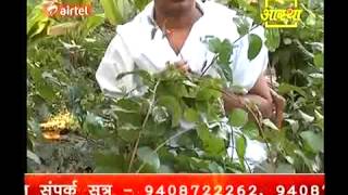 Ayurvedic Medicine Celastrusमालकांगनी  Poojya Acharya Balkrishn Part1 [upl. by Kendry]