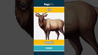 🇬🇧🇫🇷 elk  wapiti  vocabulary builder  learn English  apprenons langlais [upl. by Alekal]