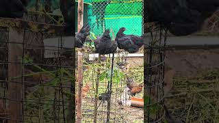 Kadaknath Poultry in free range [upl. by Gualtiero]