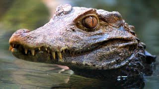 Dwarf Caiman Facts the SMALLEST CAIMAN 🐊 Animal Fact Files [upl. by Sillek]