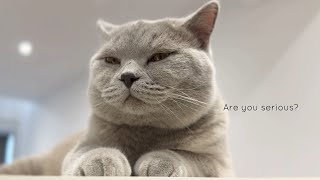 My British Shorthair Cat Being Judgmental CLOSE UP [upl. by Luisa]