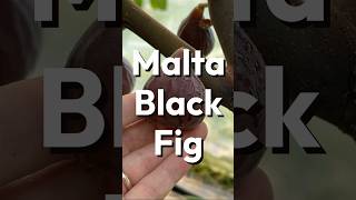 Malta Black Fig [upl. by Chiang720]