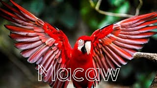 Macaw sound and noise [upl. by Celle]