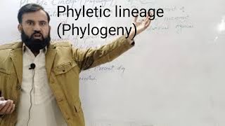 phyletic lineage phylogeny Ontogeny [upl. by Nyvar]