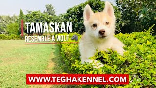 Tamaskan dog breed puppy in India  Resemble A Wolf  Biggest Dog In India [upl. by Cohbert564]